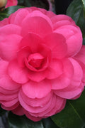  Early Autumn Camellia Japonica- 3 Gallon Pot