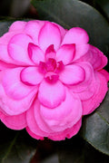  Early Wonder Camellia Japonica- 2 Gallon Pot