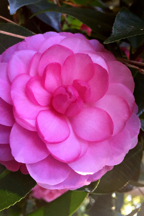  Early Wonder Camellia Japonica- 2 Gallon Pot