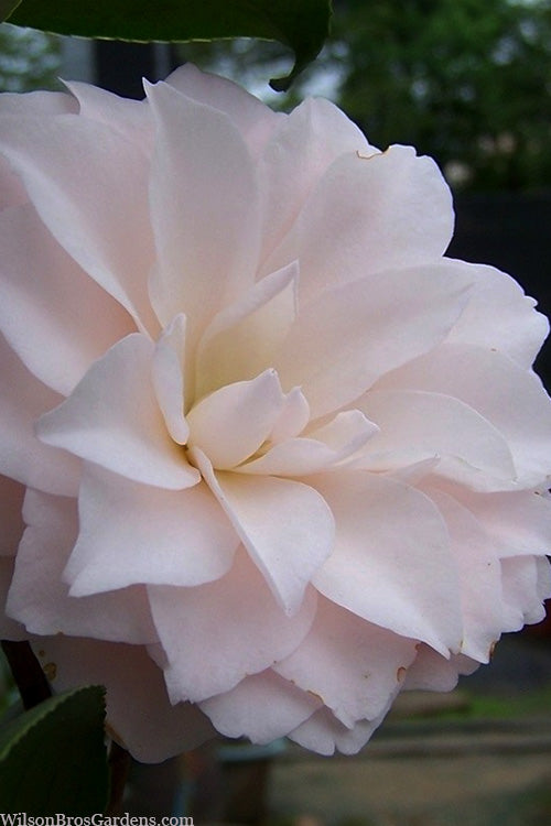  Harriet Bisbee Camellia Japonica - 3 Gallon Pot