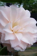  Harriet Bisbee Camellia Japonica - 3 Gallon Pot
