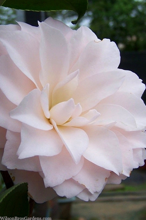  Harriet Bisbee Camellia Japonica - 3 Gallon Pot