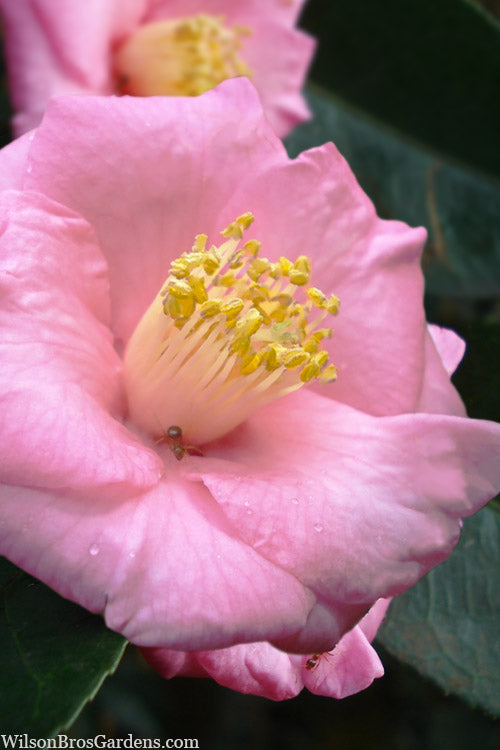  Isaribi Camellia Japonica - 3 Gallon Pot