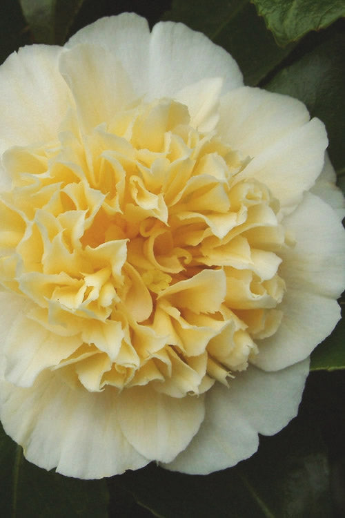  Jury's Yellow Camellia - 3 Gallon Pot