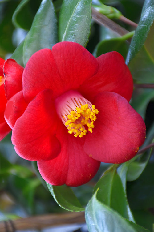  Korean Fire Camellia Japonica - 7 Gallon Pot