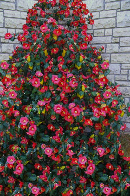  Korean Fire Camellia Japonica - 3 Gallon Pot