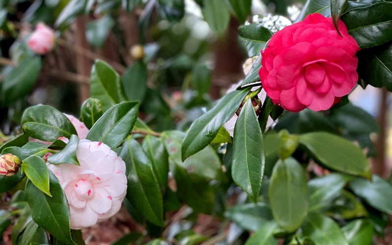  LA Peppermint Camellia Japonica - 3 Gallon Pot