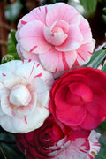  LA Peppermint Camellia Japonica - 3 Gallon Pot