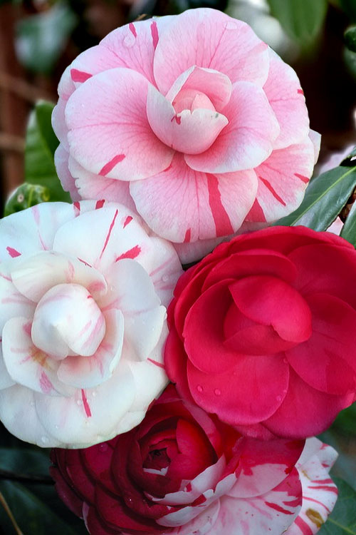  LA Peppermint Camellia Japonica - 1 Gallon Pot
