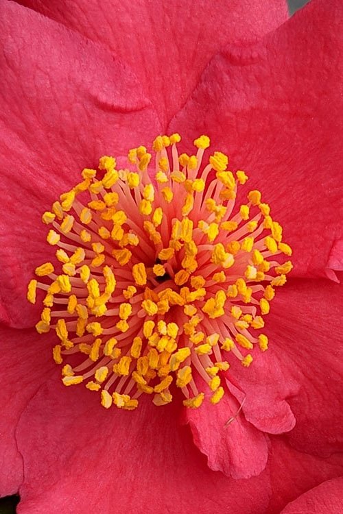  Maroon Mist Camellia - 7 Gallon Pot