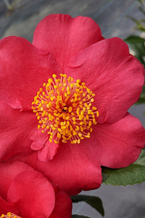  Maroon Mist Camellia - 7 Gallon Pot