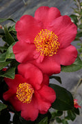  Maroon Mist Camellia - 7 Gallon Pot