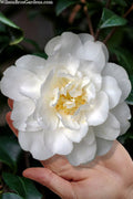  Mrs. Bertha Camellia - 3 Gallon Pot