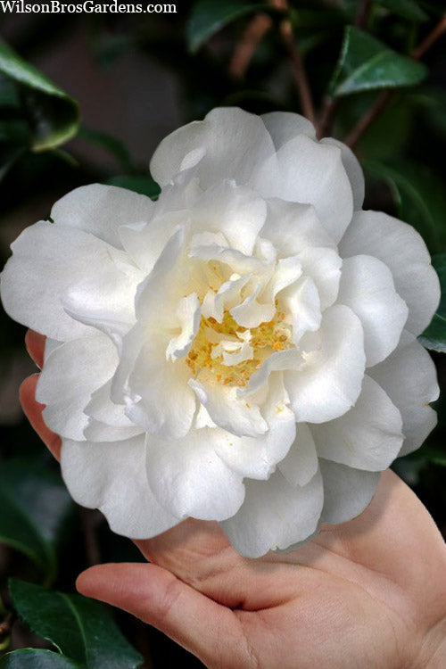  Mrs. Bertha Camellia - 3 Gallon Pot