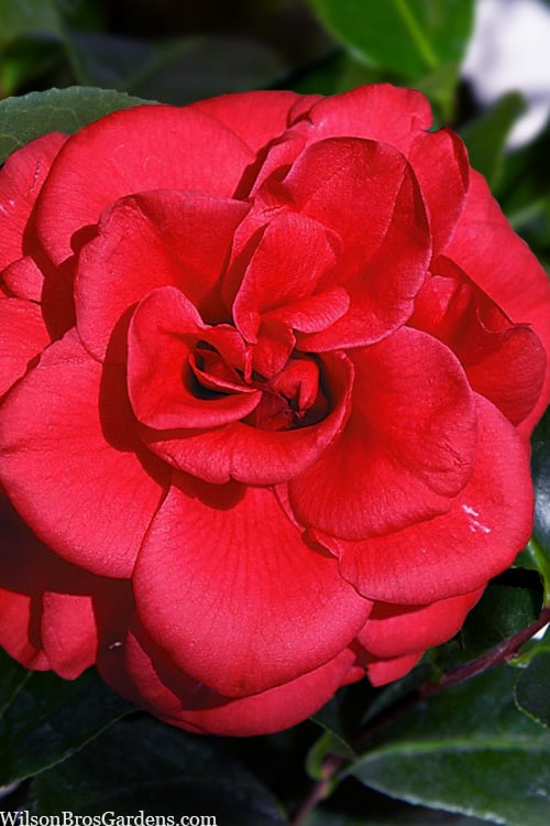  Paulette Goddard Camellia Japonica - 3 Gallon Pot 