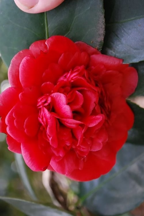  Paulette Goddard Camellia Japonica - 3 Gallon Pot 