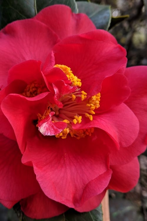  Paulette Goddard Camellia Japonica - 3 Gallon Pot 