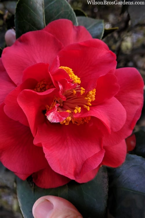  Paulette Goddard Camellia Japonica - 3 Gallon Pot 
