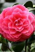  Romany Camellia Japonica - 3 Gallon Pot