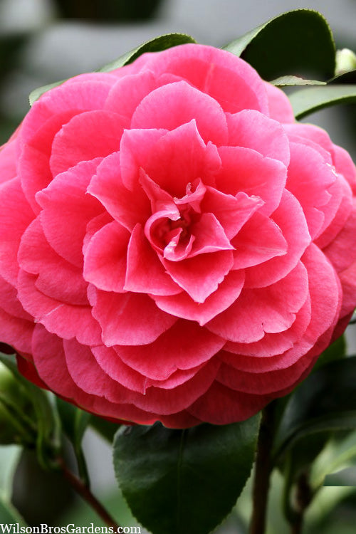  Romany Camellia Japonica - 3 Gallon Pot