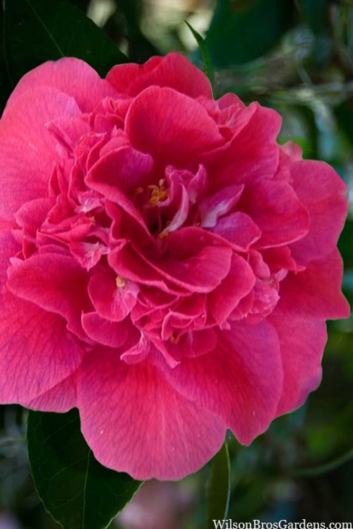  Roosevelt Blues Camellia Japonica - 3 Gallon Pot