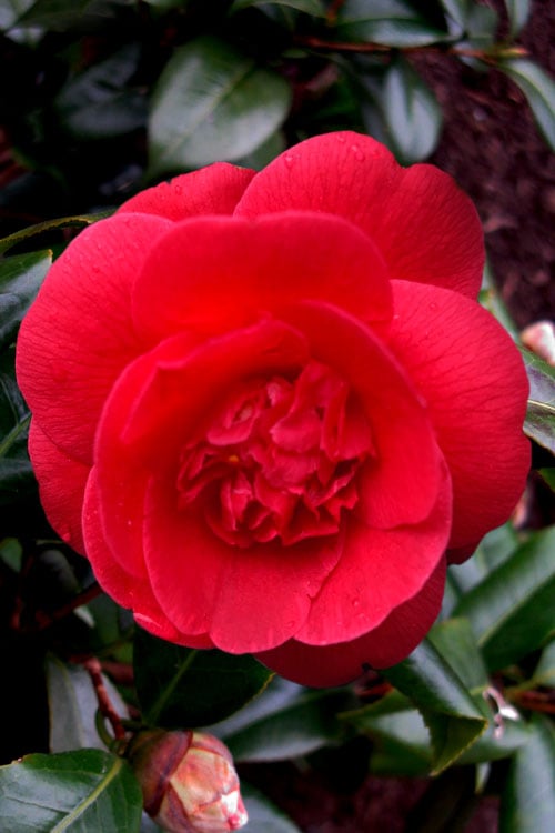  Rosehill Red Camellia - 3 Gallon Pot