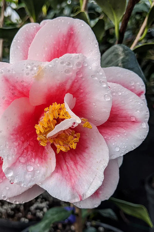  Sadaharu Oh Camellia - 7 Gallon Pot (3-4')
