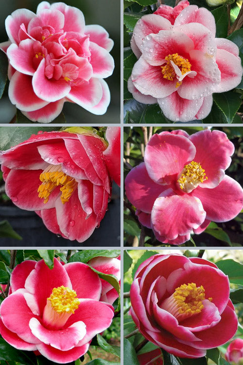  Sadaharu Oh Camellia - 7 Gallon Pot (3-4')