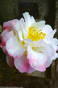  Star Above Star Camellia Sasanqua - 3 Gallon Pot