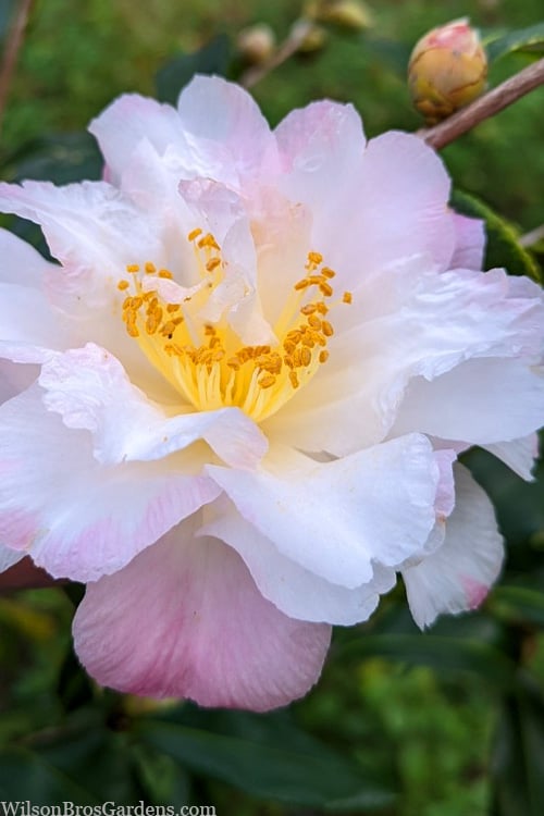 Star Above Star Camellia Sasanqua - 3 Gallon Pot