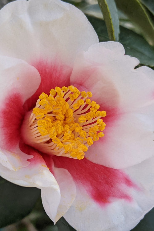  Tama Bell Camellia - 1 Gallon Pot