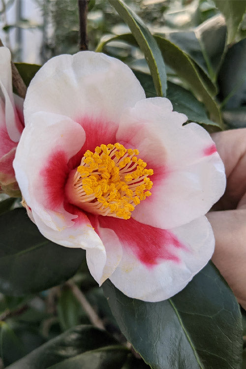  Tama Bell Camellia - 1 Gallon Pot