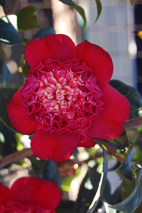  Tar Baby Camellia - 3 Gallon Pot