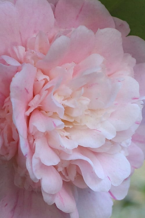  Thompsonii Camellia Japonica - 3 Gallon Pot