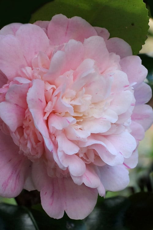  Thompsonii Camellia Japonica - 3 Gallon Pot