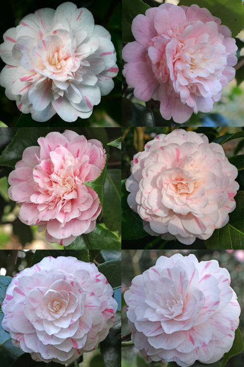  Thompsonii Camellia Japonica - 1 Gallon Pot