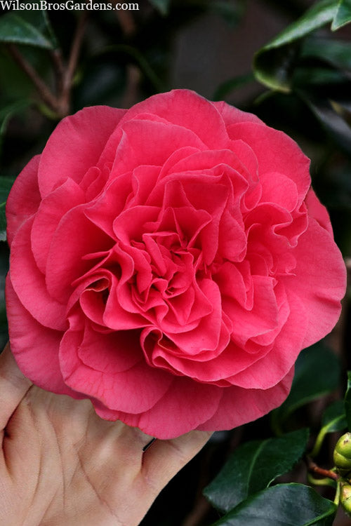  Tomorrow Camellia - 3 Gallon Pot