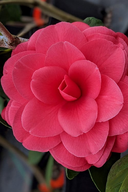  Tomorrow Camellia - 3 Gallon Pot