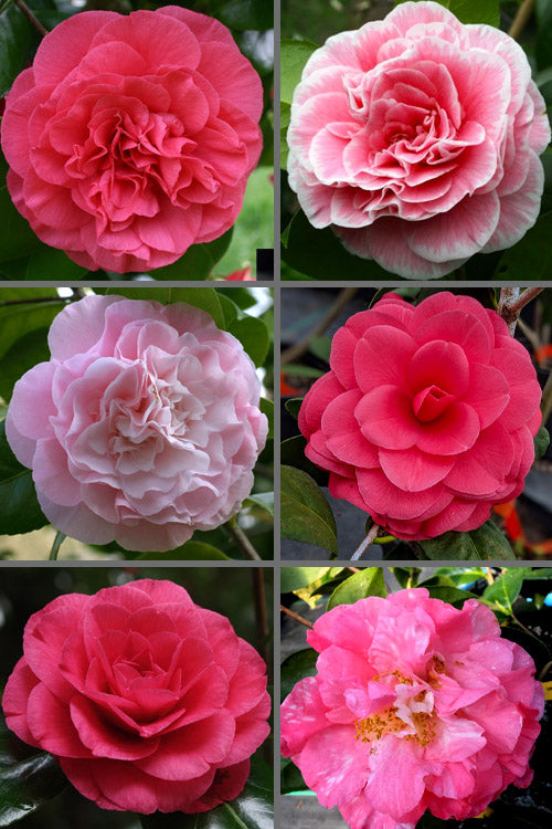  Tomorrow Camellia - 3 Gallon Pot