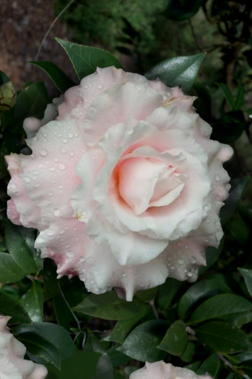 Jerry Donnan Camellia Japonica - 3 Gallon Pot