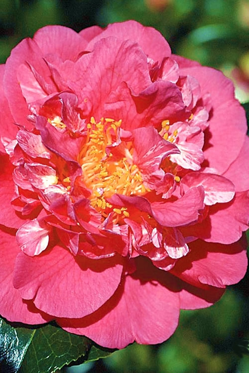  Kumasaka Camellia Japonica - 3 Gallon Pot