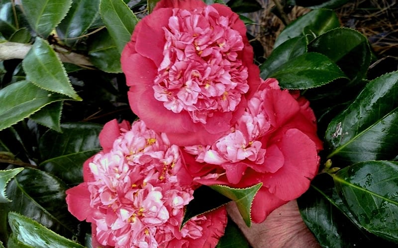  Laura Walker Camellia Japonica - 1 Gallon Pot