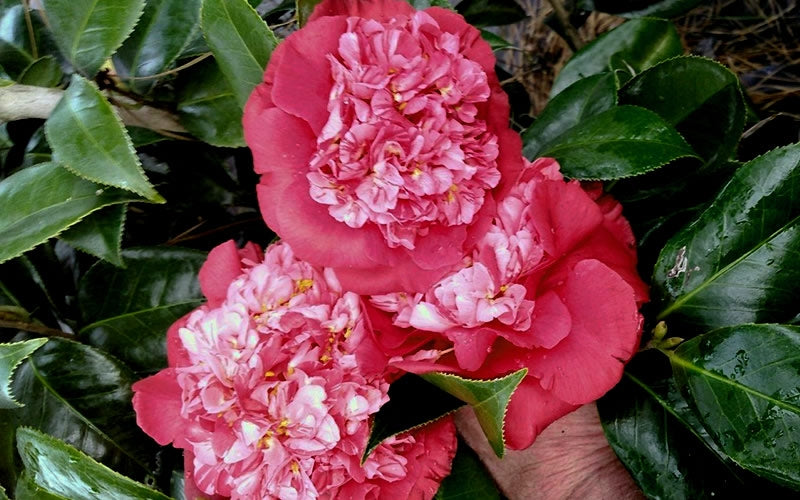  Laura Walker Camellia Japonica - 3 Gallon Pot
