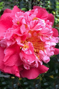  Laura Walker Camellia Japonica - 1 Gallon Pot