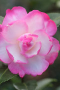  Leslie Ann Camellia Sasanqua - 6 Pack Of 1 Gallon Pots