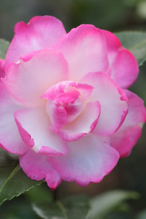  Leslie Ann Camellia Sasanqua - 6 Pack Of 1 Gallon Pots