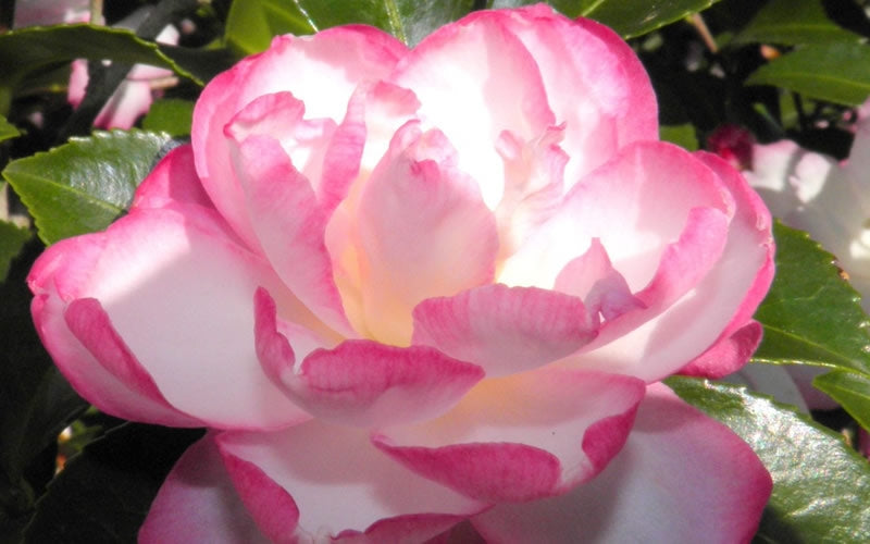  Leslie Ann Camellia Sasanqua - 6 Pack Of 1 Gallon Pots