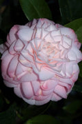  Little Susie Camellia - 3 Gallon Pot