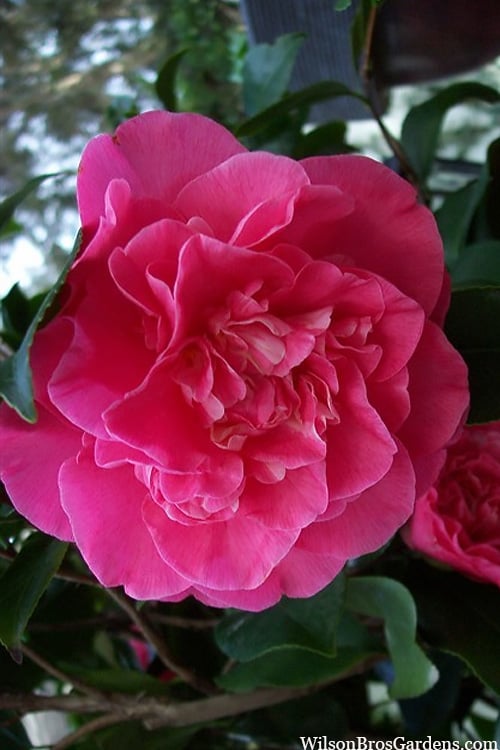  Marie Bracey Camellia Japonica - 3 Gallon Pot