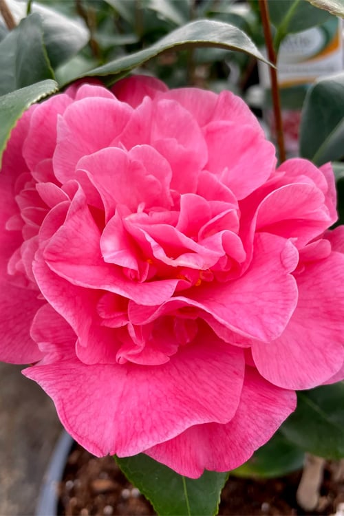  Marie Bracey Camellia Japonica - 3 Gallon Pot